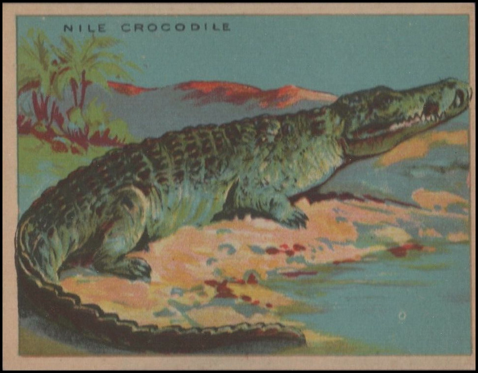 69 Crocodile